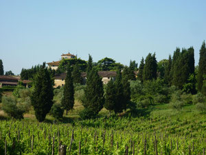 paysage toscan : les cyprès, les vignes, les oliviers.