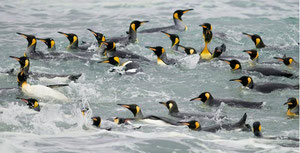 Swimming penguins