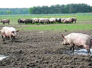 Auf der Weide: Sauen, Muttertiere auf einem Ferkelzuchthof in Niedersachsen. Foto: Helga Karl