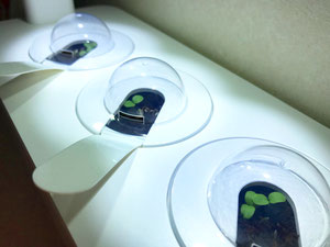 Smart Garden 3 von EMSA