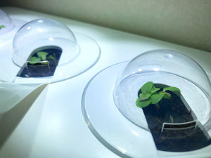 SMART GARDEN 3 von EMSA