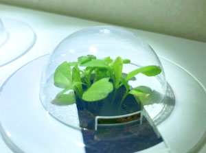 SMART GARDEN 3 von EMSA