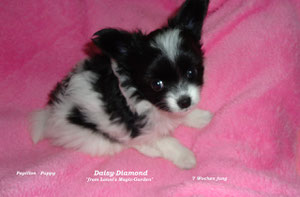 Daisy-Diamond 7 Wochen