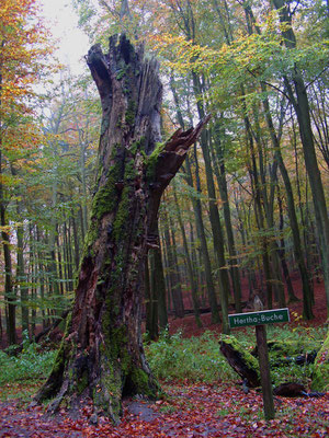 Die "Herthabuche" in der Stubbenkammer