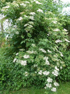 Holunderblüten für Hugo-Marmelade