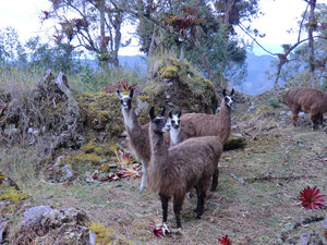 Lamas in Kuélap