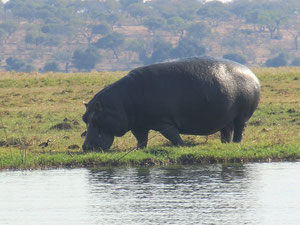 Flusspferd am Chobe