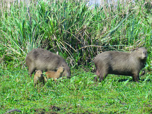 Capybaras in Esteros del Iberá