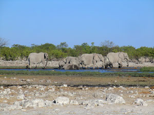 Elefanten im Wasserloch