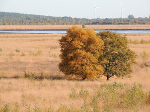 Bourtanger Moor