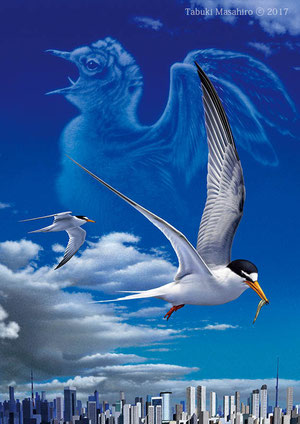 コアジサシ 野鳥 環境保護