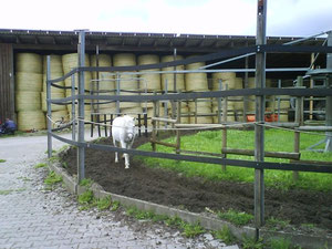 Kleines Pony in großer Führanlage