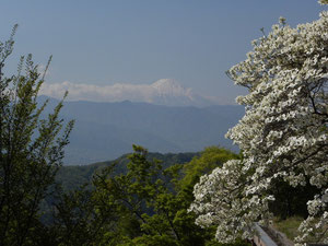 　　　　　　　部屋の前庭から見た富士山とハナミズキ