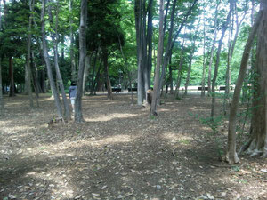　　　　　　　　　　　　　　公園内の静かな林