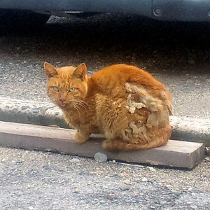 老猫となっても野良のプライドは失われていない(2011年)