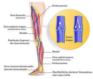 Schema Perforanzvene