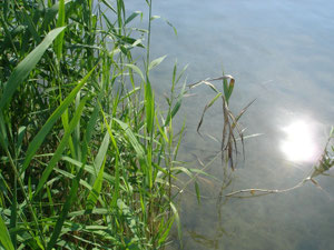 Ossiacher See