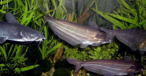 Ictalurus punctatus (Channel Catfish, Getüpfelter Gabelwels) mit Schilbe intermedius