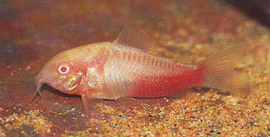 Corydoras aeneus - Albino