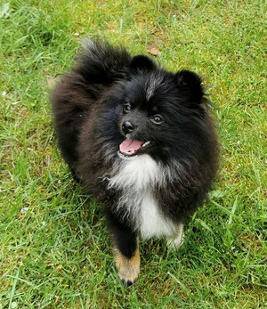 Pomeranian Hündin Edelweis von der Arnold's Eiche.