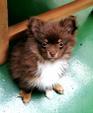 Pomeranian Hündin Tamara von der Arnold's Eiche.