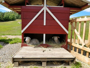 Sophia und Sylvi im Lammkindergarten auf Espetveit