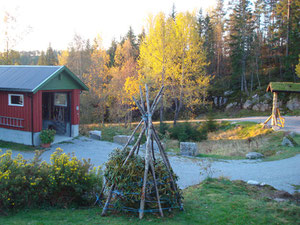 Die goldenen Espen im Herbst