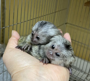 小動物 猿 池ペットショップinubiyori Nekokichi ページ 小動物 猿 池ペットショップinubiyori Nekokichi ページ