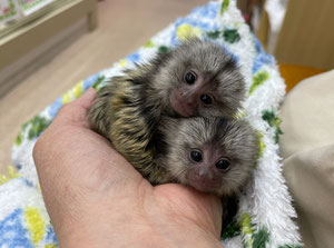 小動物 猿 池ペットショップinubiyori Nekokichi ページ 小動物 猿 池ペットショップinubiyori Nekokichi ページ