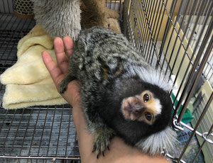 小動物 猿 池ペットショップinubiyori Nekokichi ページ 小動物 猿 池ペットショップinubiyori Nekokichi ページ