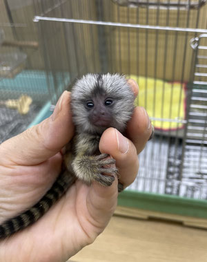 小動物 猿 池ペットショップinubiyori Nekokichi ページ 小動物 猿 池ペットショップinubiyori Nekokichi ページ