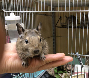 小動物 猿 池ペットショップinubiyori Nekokichi ページ 小動物 猿 池ペットショップinubiyori Nekokichi ページ