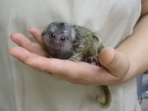 小動物 猿 池ペットショップinubiyori Nekokichi ページ 小動物 猿 池ペットショップinubiyori Nekokichi ページ