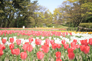 寺尾中央公園の春の花その2（チューリップ）