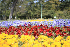 寺尾中央公園の春の花その１