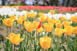 寺尾中央公園の春の花その3（チューリップ）