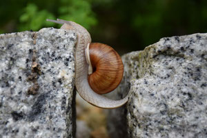 Schnecke klettert über Hindernis