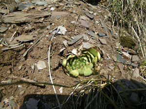 Halb verschüttete Rosette von Sempervivum tectorum, Moseltal, in situ, 26.09.2011. Foto: Manuel Werner