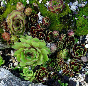 Sempervivum-Vielfalt. Foto: Manuel Werner