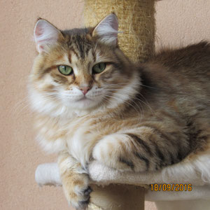 Clooney MiuMiuClub*Ru -  Gatto Siberiano