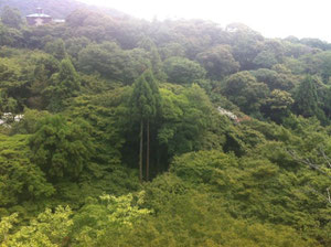 清水の舞台からの景色