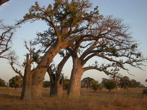 Les Baobabs