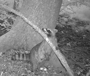 Waschbär an einem der künstlichen Nester im Rahmen der Untersuchung, aufgenommen mit einer Wildkamera. 
