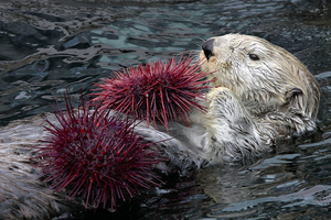 ウニを食べるラッコ Photo courtesy NOAA