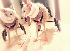 犬の車椅子制作 販売 レンタル お試し バックヤードファクトリーぶる 京都 犬の車椅子制作 販売 レンタル お試し バックヤードファクトリーぶる 京都