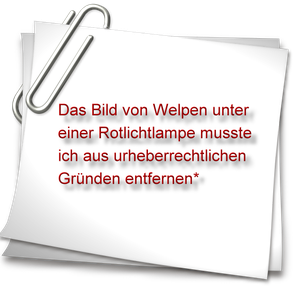 Rotlichlampe für Hundewelpen muss nicht sein