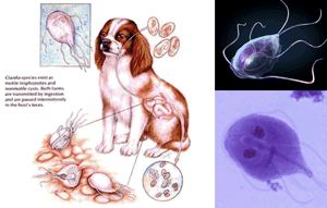 giardia