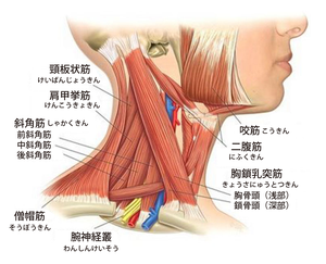 首下がり症候群の診療マニュアルー病態・診断・治療まで | 石井