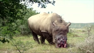 Bracconaggio in Africa