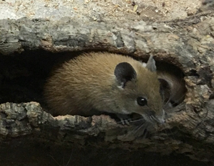 Goldstachelmaus (Acomys russatus)